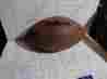 F1651b Football Wilson Official Tackified Nfl Pro Size Composite Ball Used 026388600502